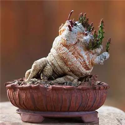 多肉大师手绘花盆,多肉顶级玩家