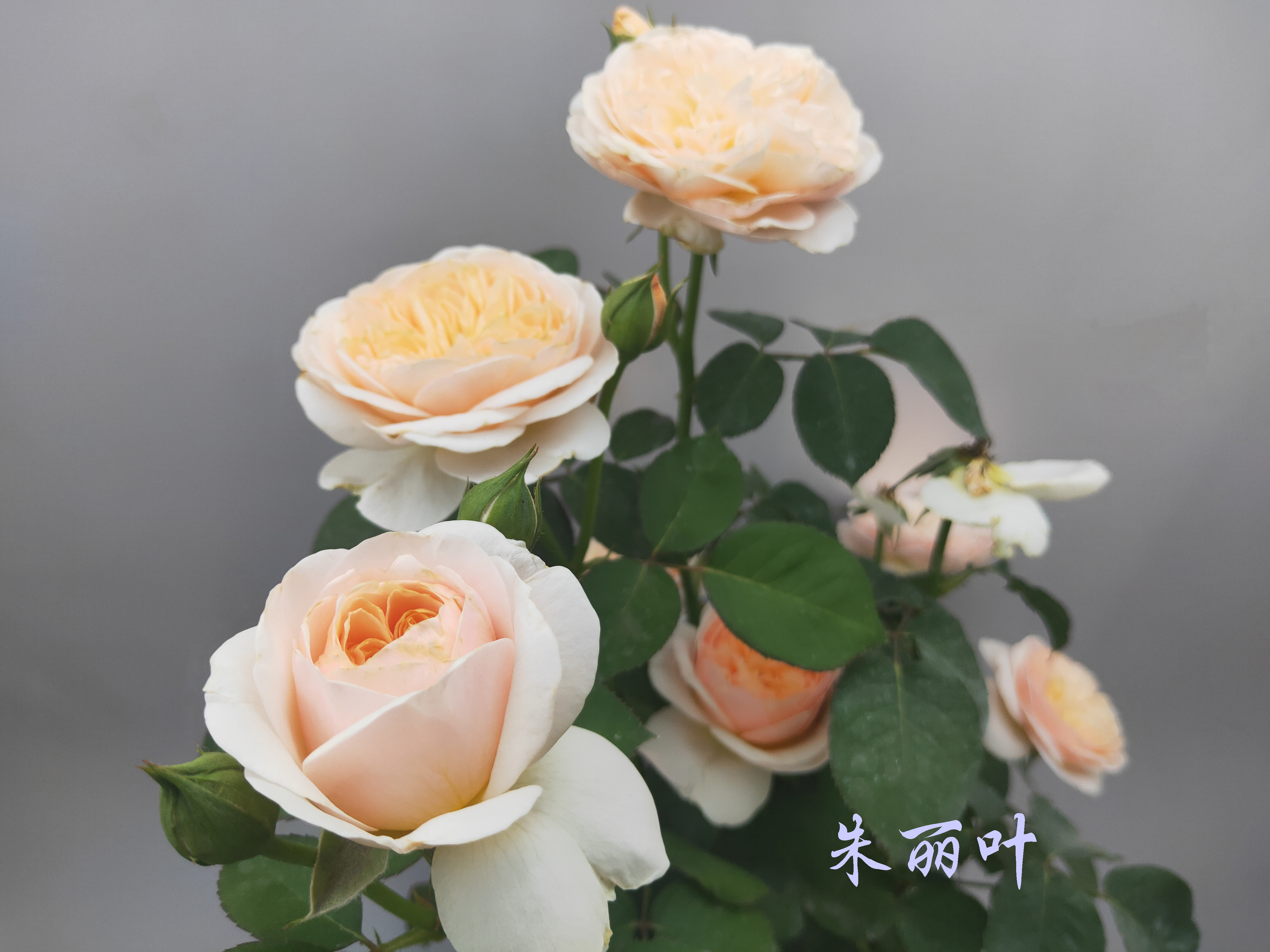 大兴月季园的月季有多少种,北京最大的月季基地在哪