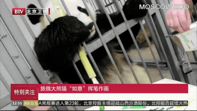 外国人为什么这么喜欢大熊猫呢,外国人究竟有多爱大熊猫