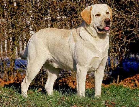 最受欢迎的十种狗狗排名,全世界最受欢迎的十种狗狗