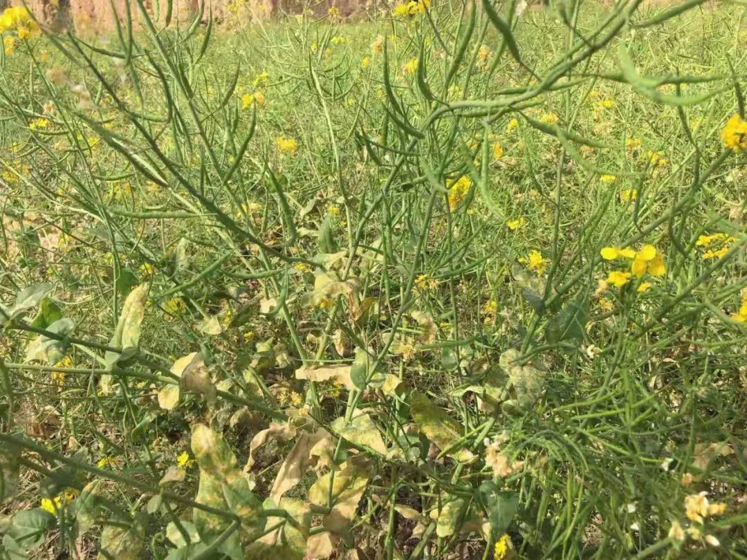 关于春日谷雨诗句,在谷雨诗词中留住最后一抹春色