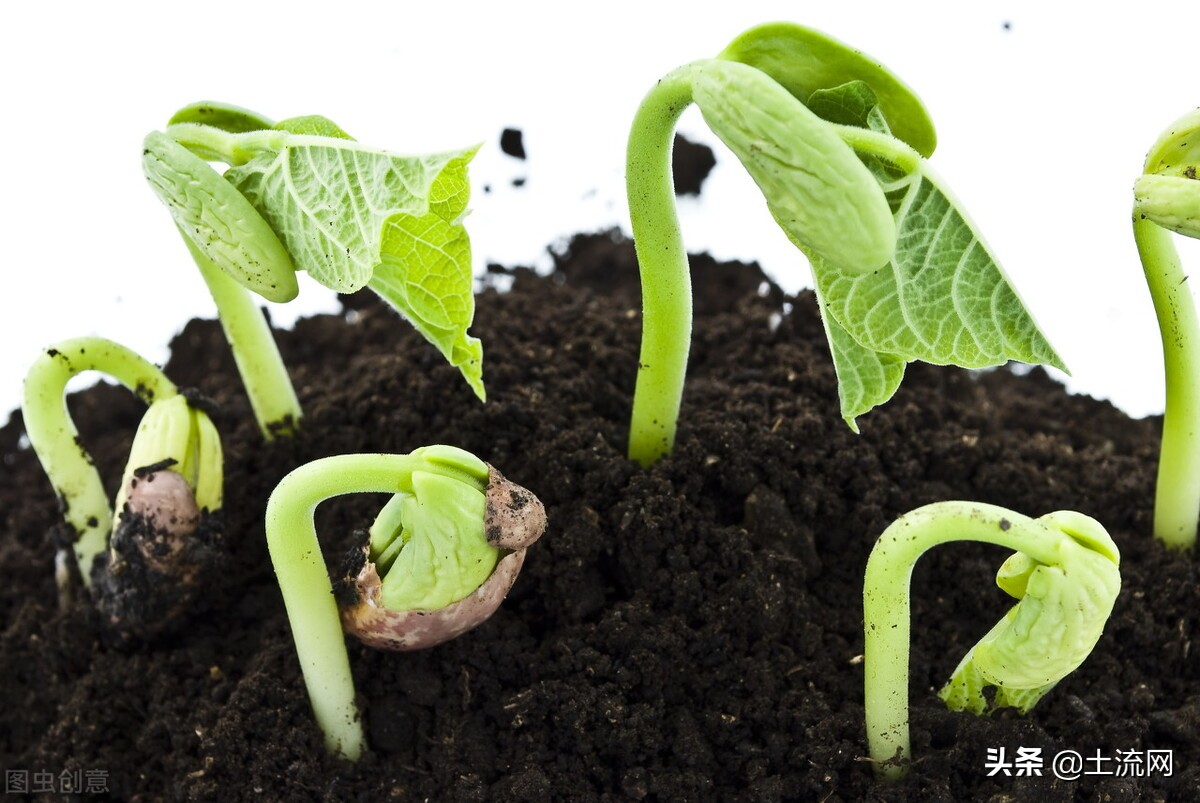 植物的种子都是靠什么方法传播的,靠风的力量传播种子的有哪些植物