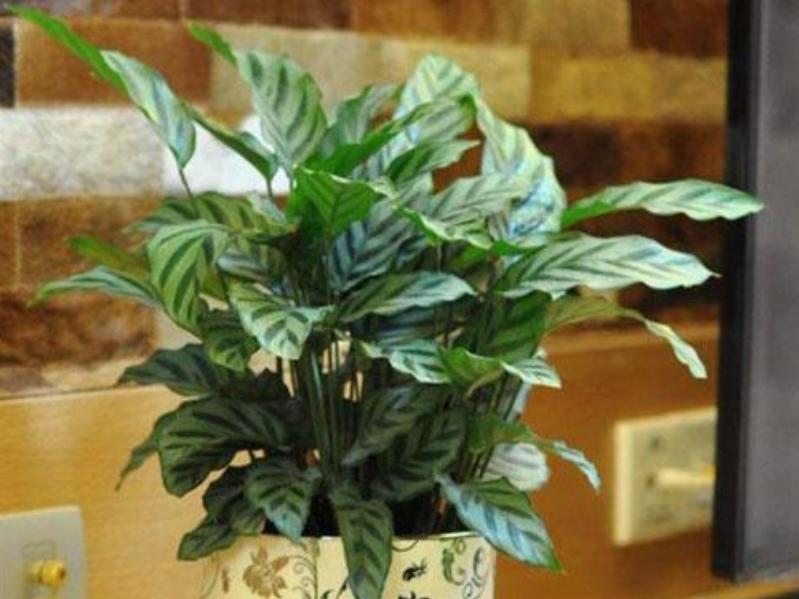 吸收甲醛净化空气的小型植物,花净化空气吸甲醛