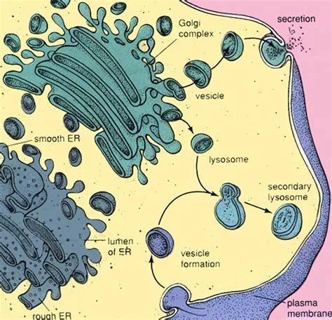 人类科技发达却造不出一个细胞,人类再过200年能造出一个细胞吗