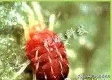 桉树虫害的天敌有哪些,虫害防治需要多少天敌