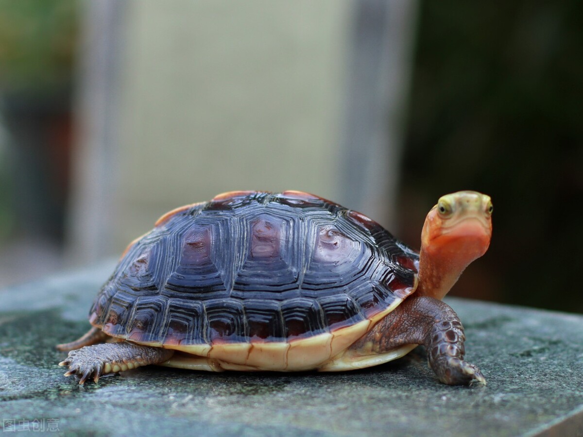 黄缘龟和红腿陆龟能一起养吗,黄缘龟是陆龟还是水龟日常怎样养