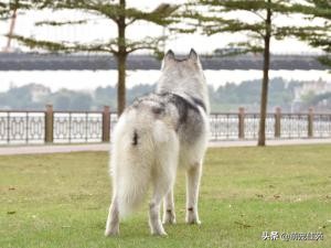 纯种哈士奇和普通哈士奇区别,哈士奇和二哈是同一个品种的狗吗