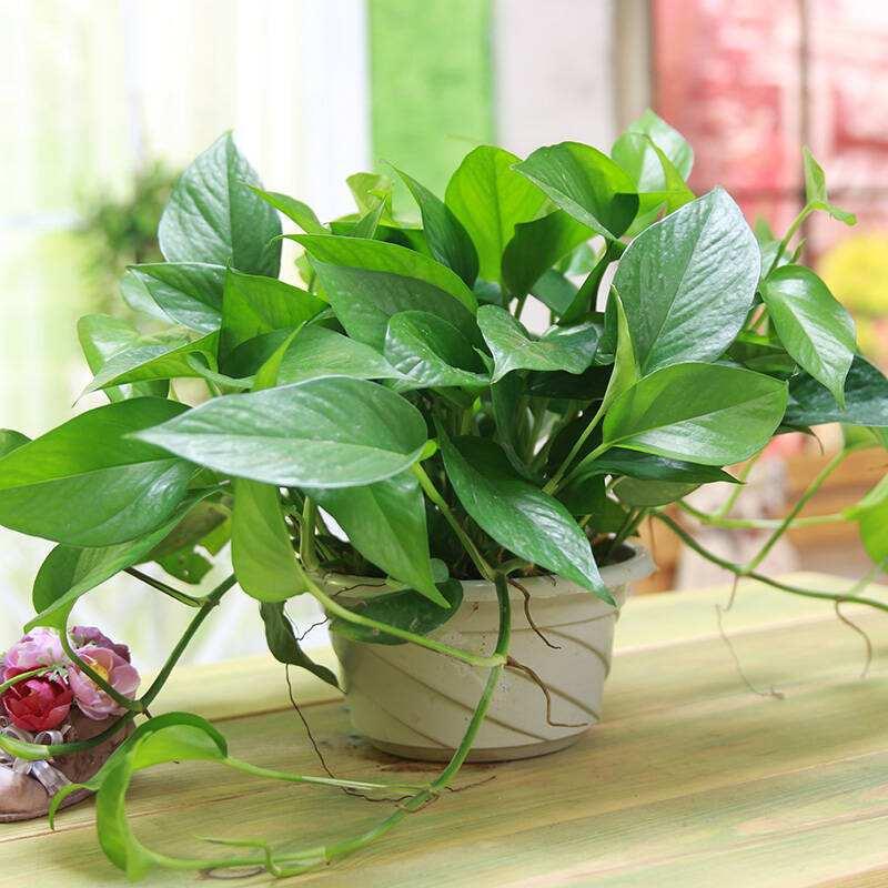 绿萝怎么养着养着就烂根死了呢,绿萝的养殖方法和注意事项根烂了