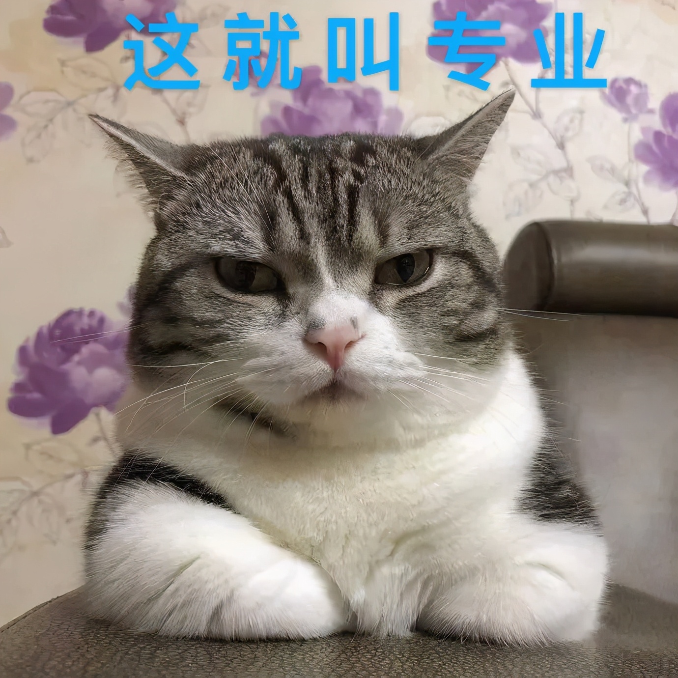 路边随便采野花,路边哪些草可以当猫草