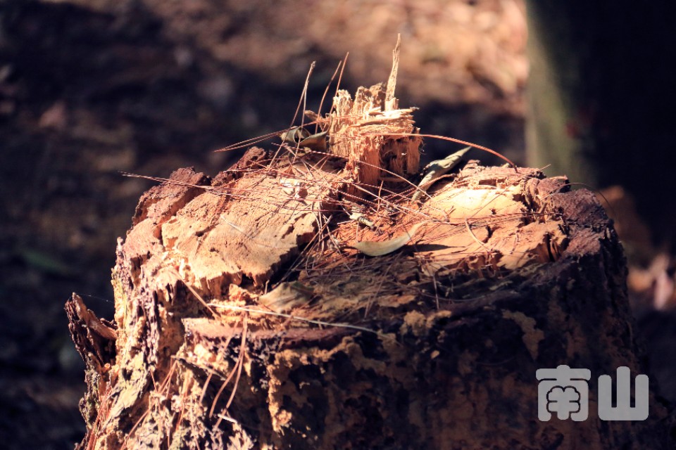 坚果pro2s与魅族pro7,坚果pro2s和小米8se对比