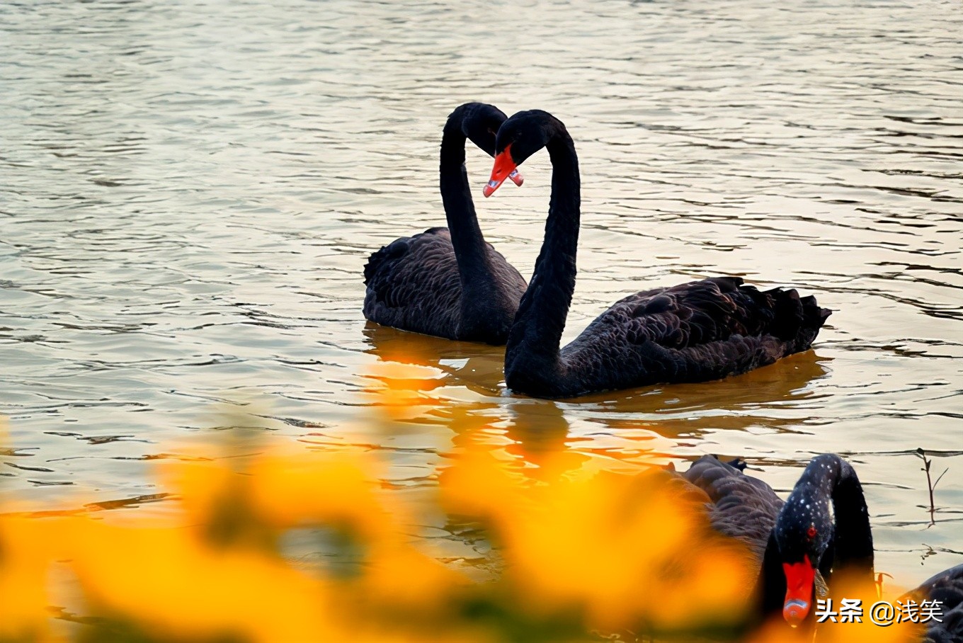 芬芳之人方能遇到芬芳之心，郁金香开成了荷兰花海