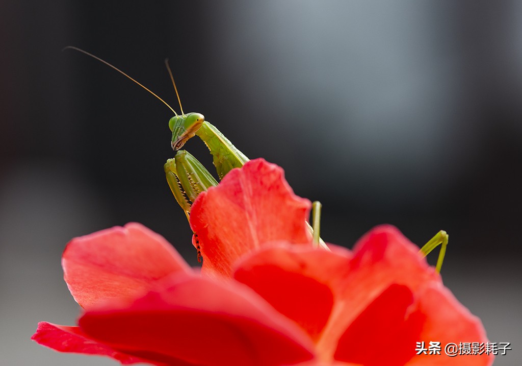 引以为傲的螳螂,勇敢的螳螂