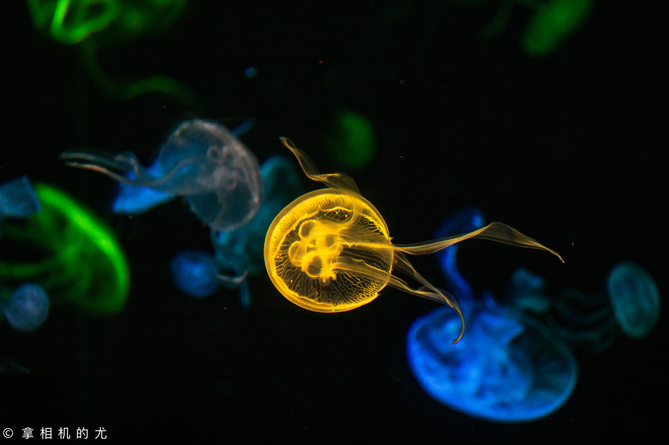 珠海横琴长隆海洋王国游玩全攻略,珠海长隆海洋王国跟香港海洋公园