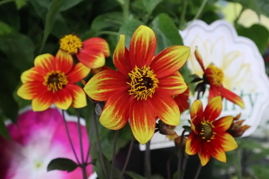 花展的意义,花展布展情况介绍