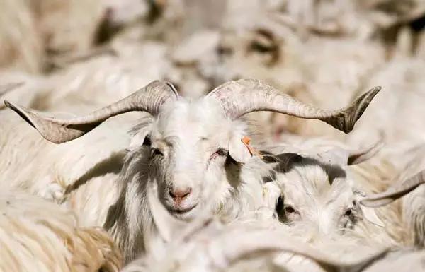 怎样挑选真正的纯羊毛大衣,双面呢羊毛大衣知识讲解