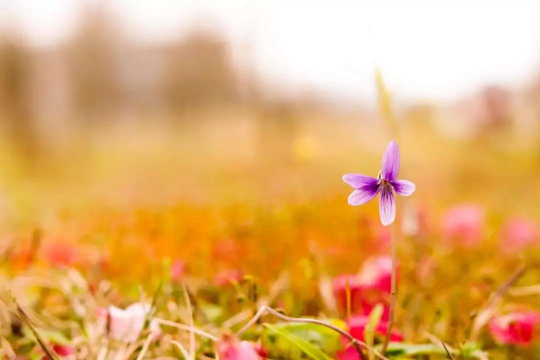 五论学习贯彻习*平近**总书记在纪念五四运动100周年大会上的重要讲话精神