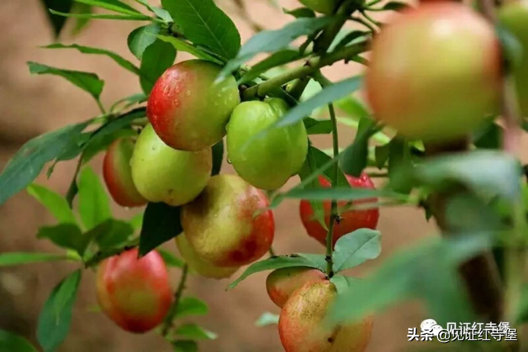 高堡油桃,红寺堡油桃采摘