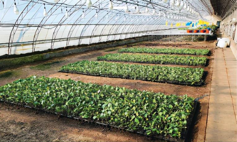 培育甜瓜苗用多大的育苗盘,甜瓜苗在穴盘里面多少天可以移栽