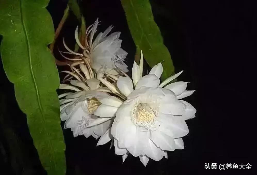 世界名贵花图片大全集,世界上最漂亮名贵的花卉