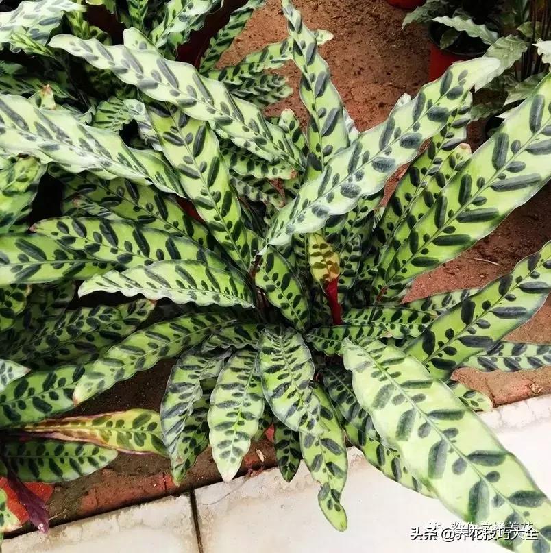 4种耐阴花好看好养活室内也能开,和绿萝长得很像耐阴的植物