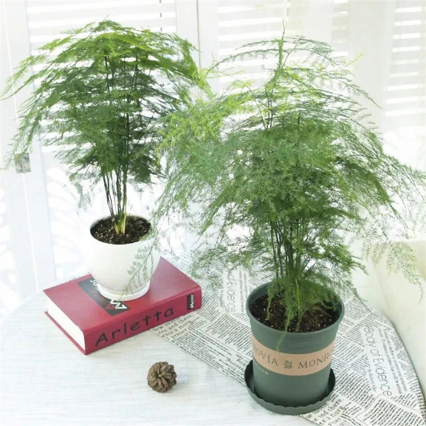 天然加湿器适合种什么绿植,空气加湿器种什么植物好