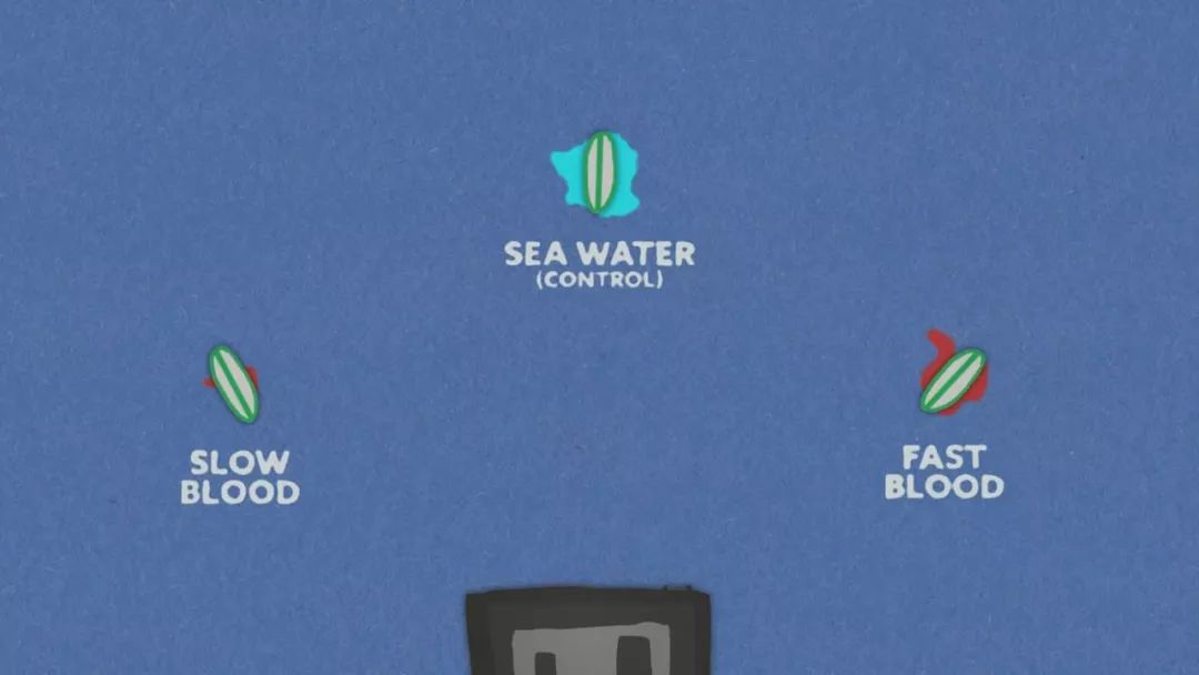 为了弄明白鲨鱼爱不爱吃人，这群人拿自己做实验，答案很意外