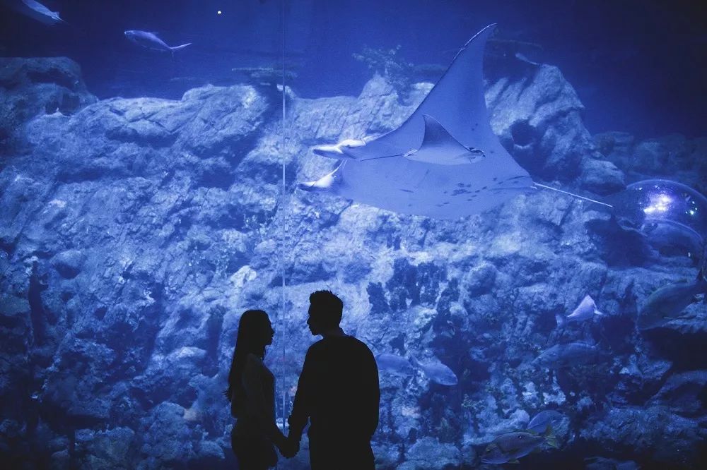 香港海洋公园门票多少钱,香港海洋公园门票票价