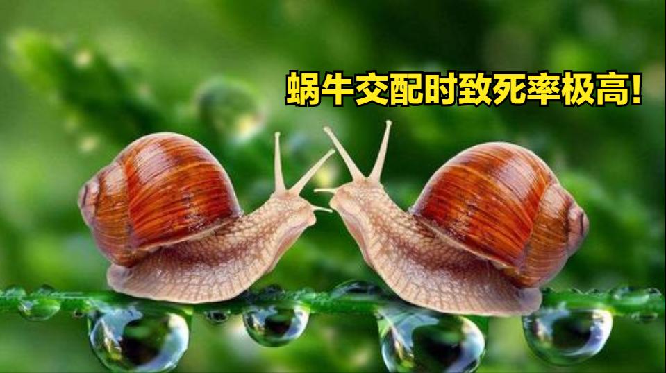 是雌雄一体的动物,既是雌性又是雄性