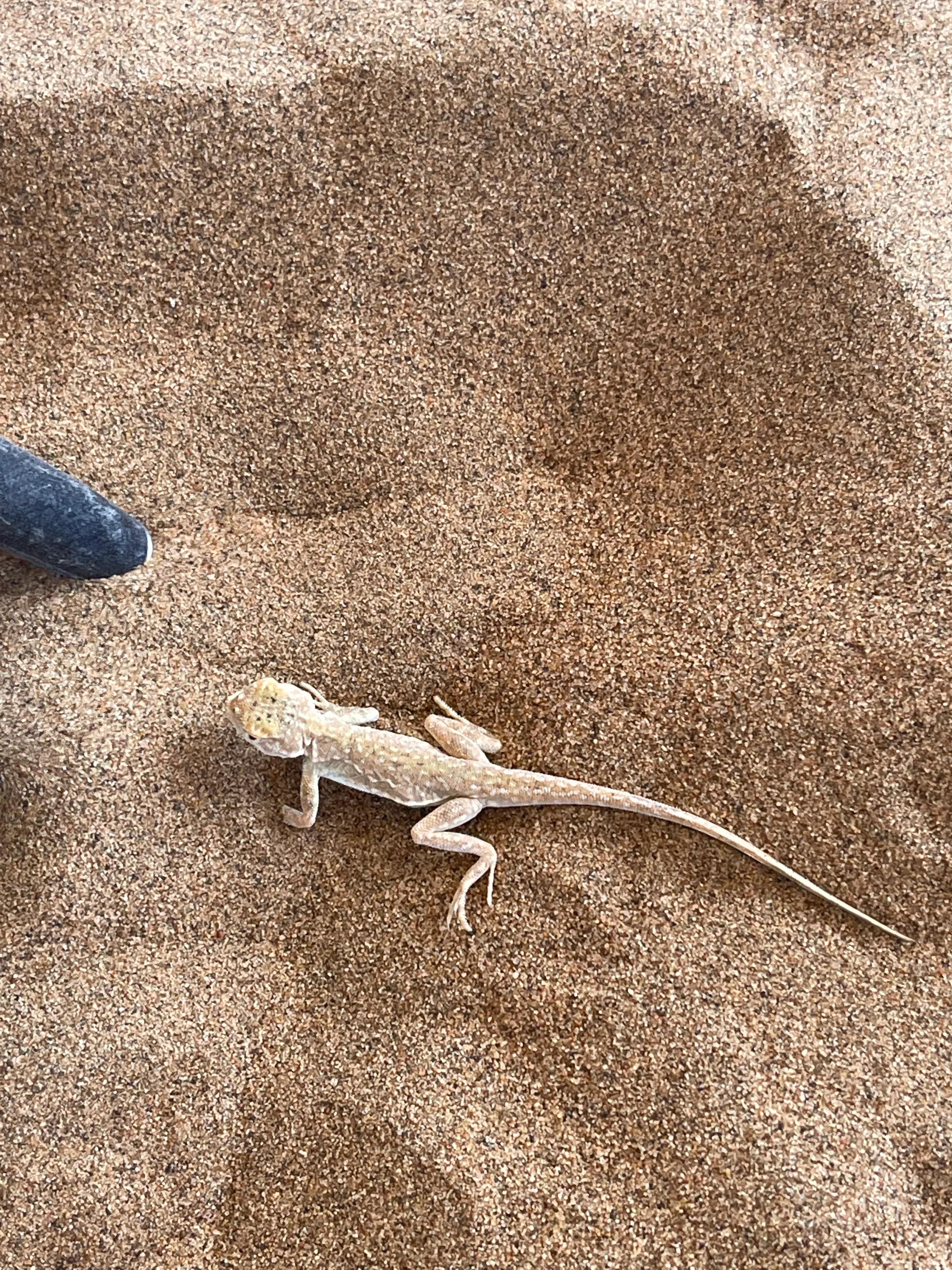 为我们的沙漠徒步画上圆满的句号