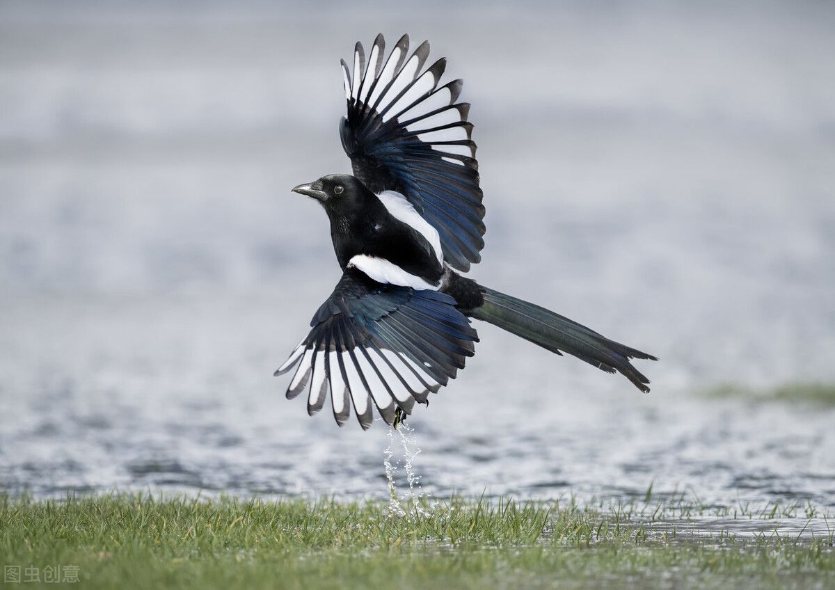 为乌鸦正名？村里老人说：乌鸦嘴坏心不坏，喜鹊嘴不坏心坏，请看