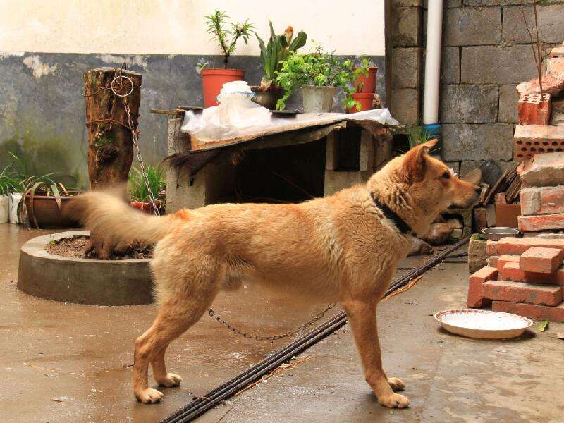 忠诚懂事可爱的狗狗请善待它们,这6种狗狗再爱也别碰会崩溃