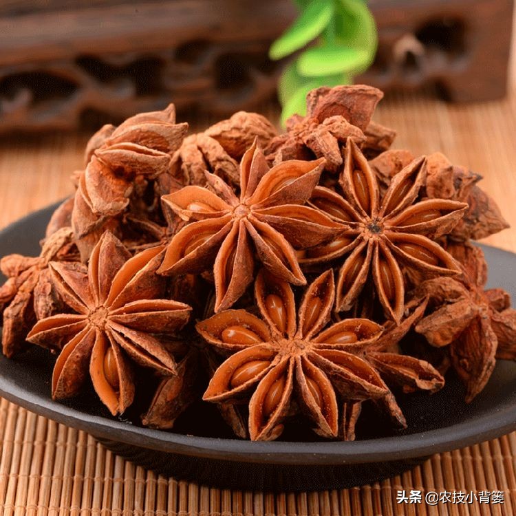 八角的种植条件及技术要点有哪些,八角种植要么不种要么精种