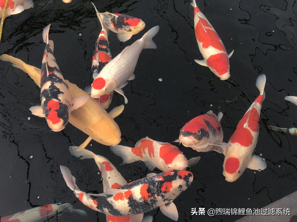 养鲤不是江湖，贵在知足常乐！