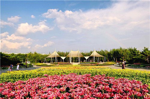 世界最美百合花海,超级惊艳的花海美景15分钟视频