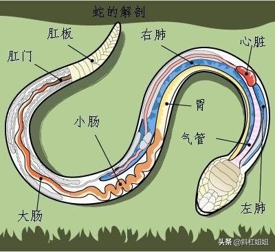 杀蛇要打七寸吗,打蛇为什么就必须得打死
