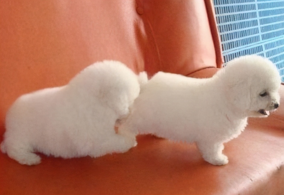 比熊总用舌头舔主人是怎么回事,比熊喜欢舔主人的脚是怎么回事