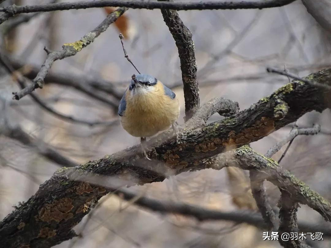 观鸟入门,观鸟小贴士