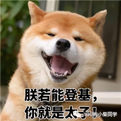 纯种柴犬怎么鉴别纯不纯,新手必看纯种柴犬到底怎么辨别