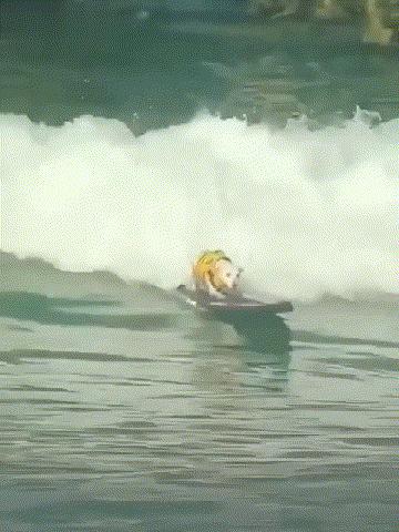 法斗潜水淹死了,法斗在宠物医院洗澡意外死亡后续