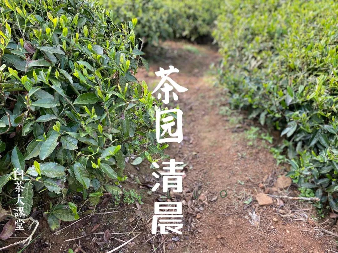 白茶白毫银针好还是纯芽头好,冷泡白茶选白毫银针还是白牡丹