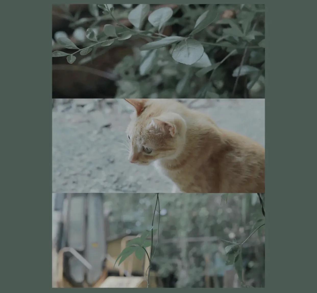 黄油相机文艺小清新调色,黄油相机武侠电影调色