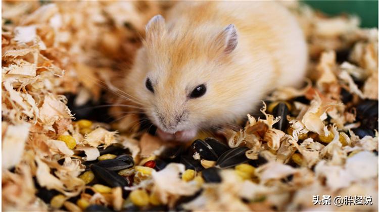 仓鼠的饲养技巧和注意事项有哪些,仓鼠饲养八大禁忌仓鼠会认主人吗