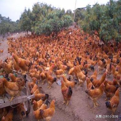 2020致富好项目在农村怎么创业,2021年致富项目