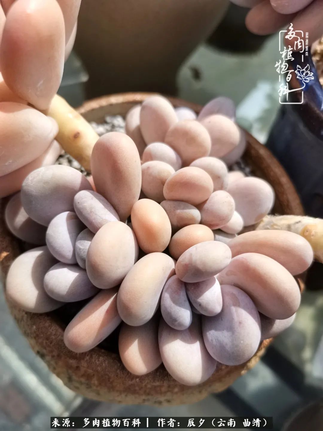 缂辩换鏃栨棊钁宠暏鐢熼,缂辩换鏃栨棊钁宠暏鐢熼鍑哄