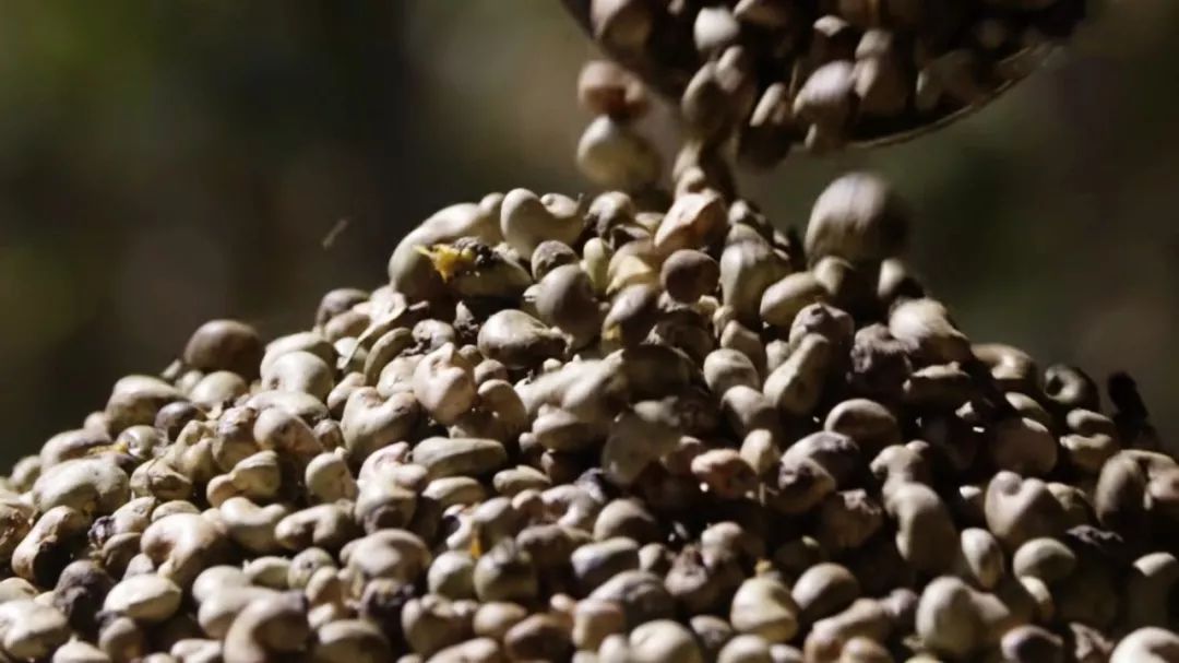 舌尖上的美食坚果,舌尖上的坚果有哪些