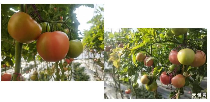 鍗栧埌淇勭綏鏂殑璐ц繕鍙戝悧,瑗跨孩鏌垮嚭鍙ｄ縿缃楁柉