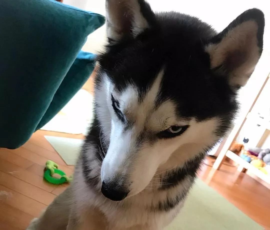 哈士奇无处安放的灵魂,哈士奇只想做个安静的美男子