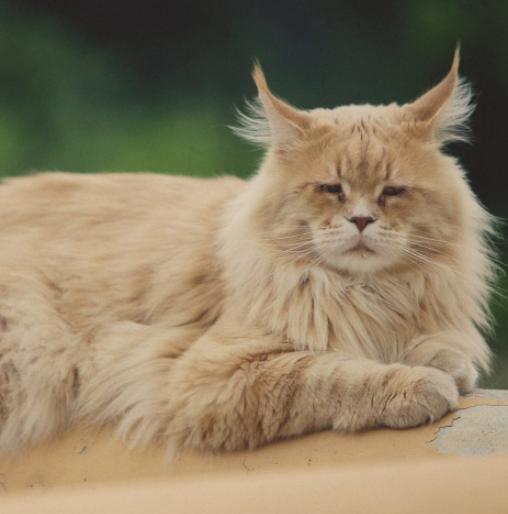 猫咪是夜行动物吗,猫咪是十分警觉的动物