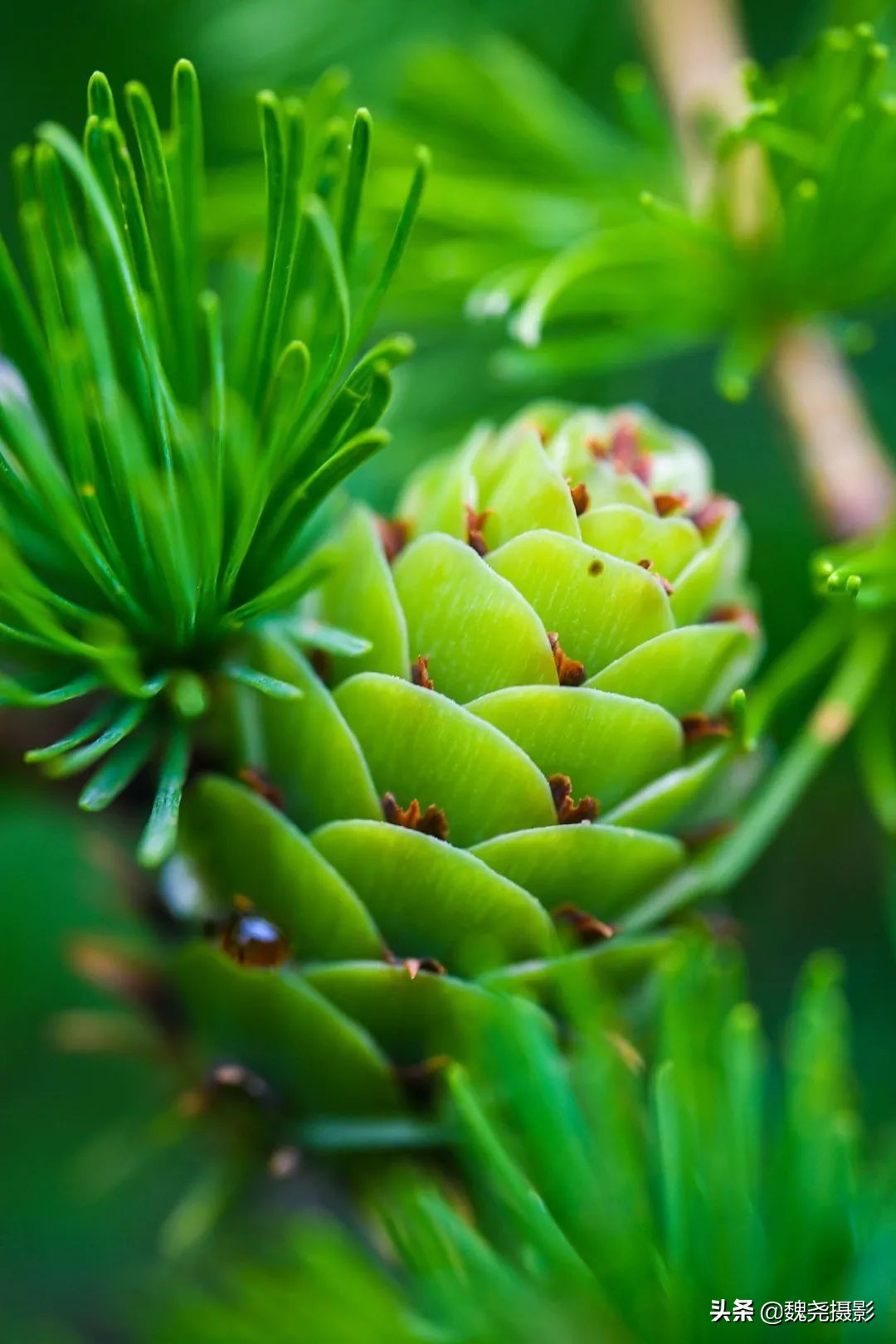 各个季节的野生兰花,北京百花山野生兰花图片