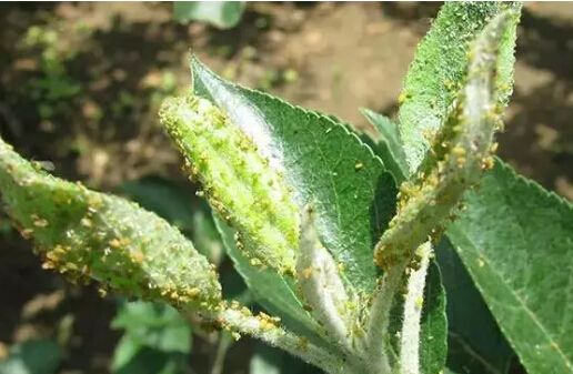 桃树杆上的桑白介壳虫什么时候治,春季桃树介壳虫防治